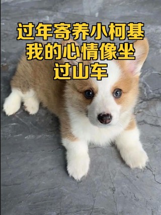 包含激烈的对决，胜负难料，球迷心情像过山车的词条